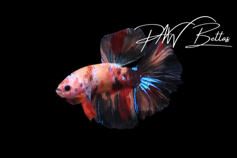 Candy Delta Male Betta | 5153