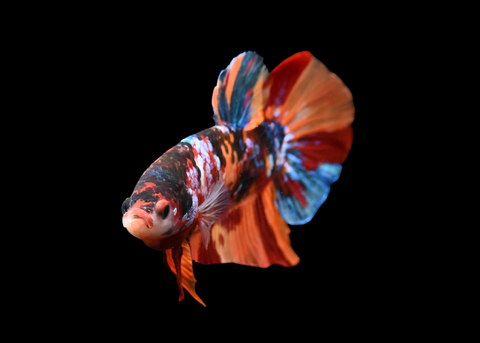 Koi Galaxy HMPK Male Betta | 5263