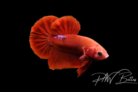 Red Fancy HMPK Male Betta | 5133