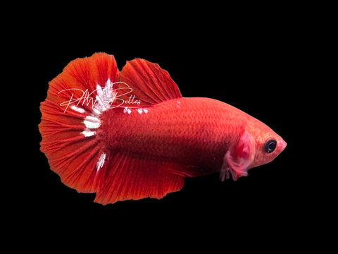 Hellgirl HMPK Female Betta | F2321
