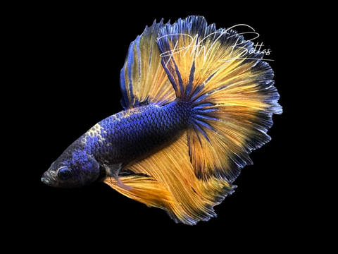 Mustard Halfmoon Male Betta | M3031