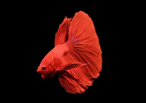 Super Red Halfmoon Male Betta | 5283