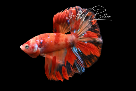 Candy Nemo Halfmoon Male Betta | M5002