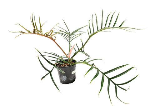 Philodendron Tortum 4”
