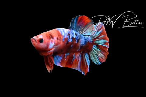 Koi HMPK Male Betta | M5129