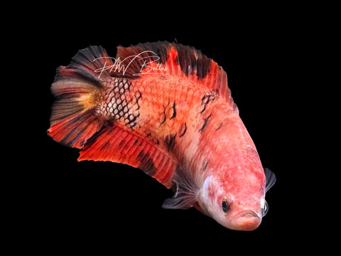 Nemo DTHM Female Betta | F4016