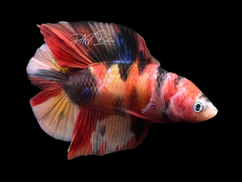 Nemo Koi DTPK Male Betta | M2876