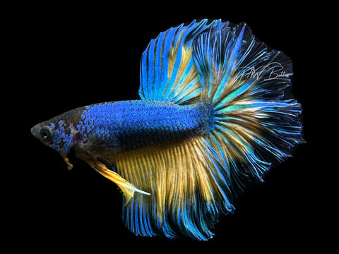 Mustard HM Male Betta | M2401