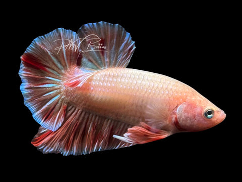 Orange Armageddon HMPK Male Betta | M4027