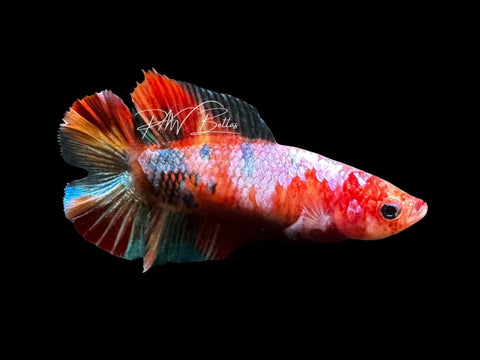 Koi DTPK Female Betta | F1727