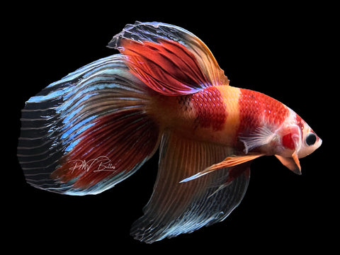 Nemo VT Male Betta | M2583