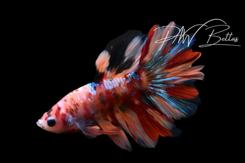 Koi Delta Male Betta | M5130