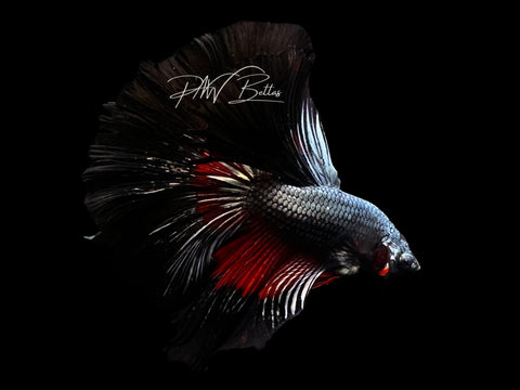 Red Copper Halfmoon Male Betta | M2797