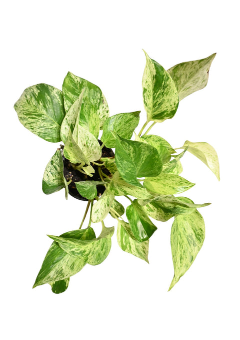 Snow Queen Pothos 4”