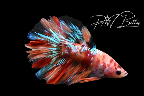 Koi Delta Male Betta | M5130