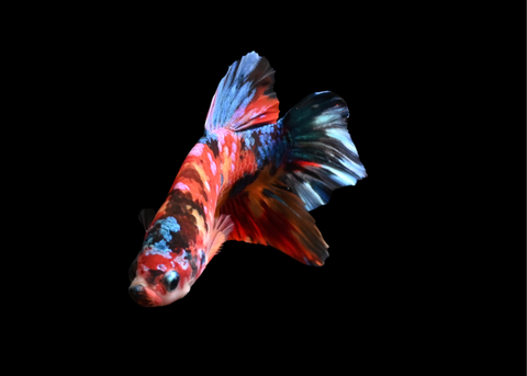 Candy HMPK Male Betta | 5207