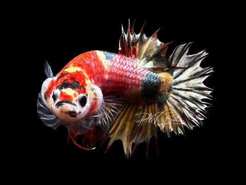 Copper Marble CTPK Male Betta | M2715