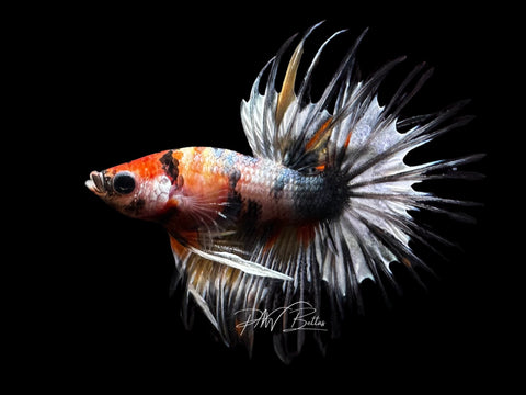Copper Marble CT Male Betta | LM9