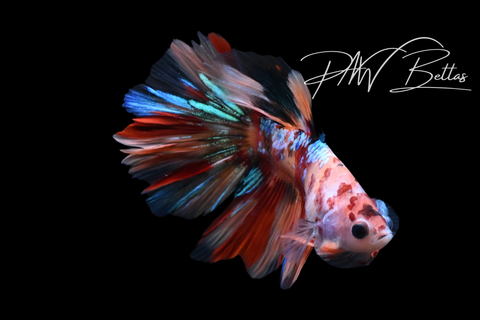 Koi Delta Male Betta | M5130