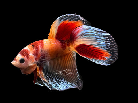 Nemo VT Male Betta | M2583