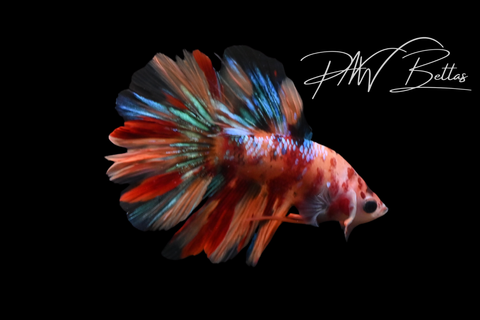 Koi Delta Male Betta | M5130