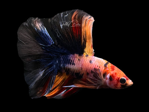 Koi DTHM Male Betta | M2611