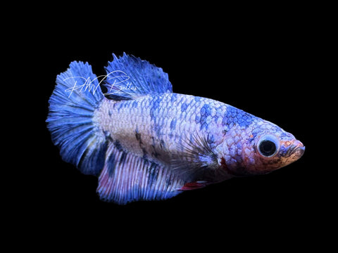 Blue Marble Halfmoon Female Betta | F2309