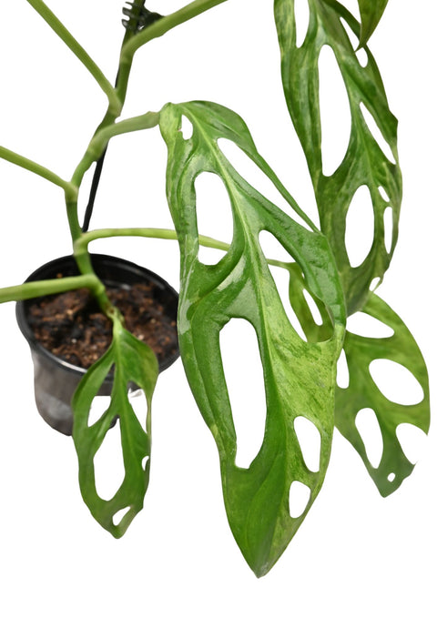 Monstera Adansonii Mint 4” (WYSIWYG)
