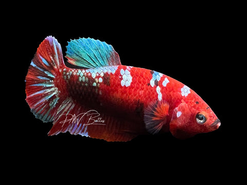 Red Galaxy HMPK Female Betta | F2817