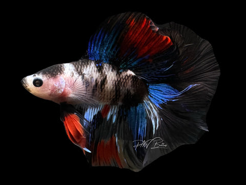 Koi DTHM Male Betta | M2607