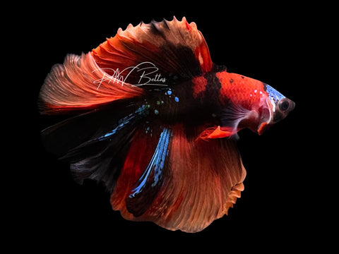 Koi DTHM Male Betta | M2308