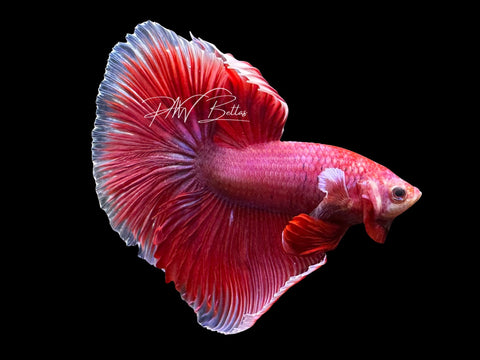 Salamander Halfmoon Male Betta | M2306