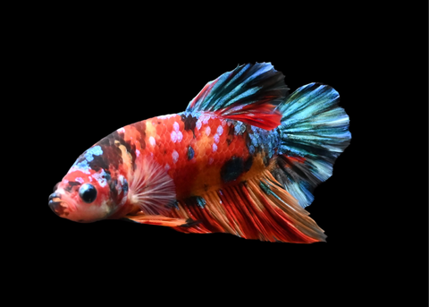 Candy HMPK Male Betta | 5207