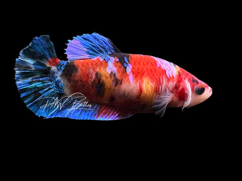 Koi HMPK Female Betta | F4018