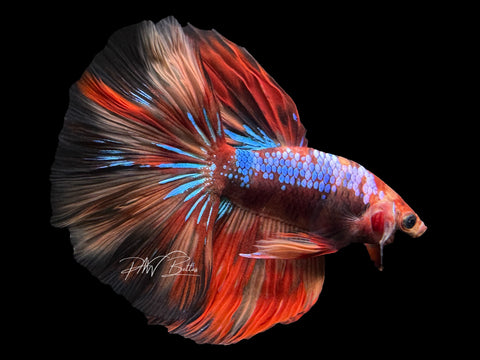 Koi Halfmoon Male Betta | M2468