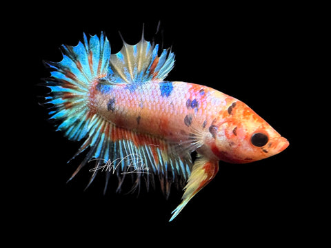 Candy Crowntail Plakat Male Betta | M1788