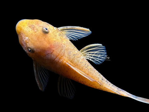 Super Red Bristelnose Pleco