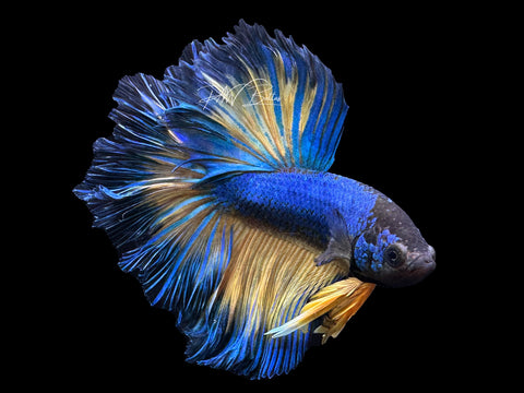 Mustard HM Male Betta | M2401