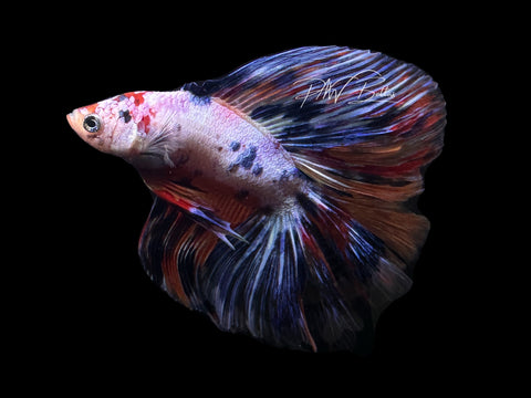 Blue Marble DTHM Male Betta | M2617