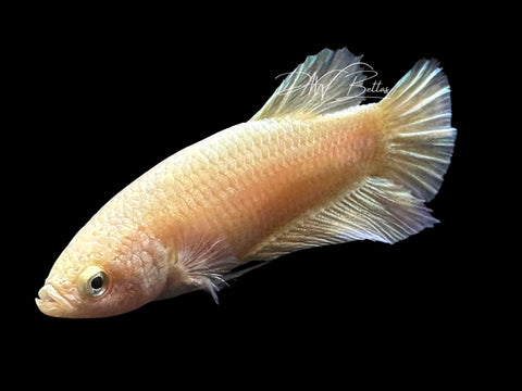 Gold HMPK Female Betta | F4012