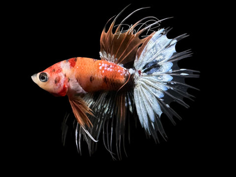 Koi Crowntail Male Betta | M2305