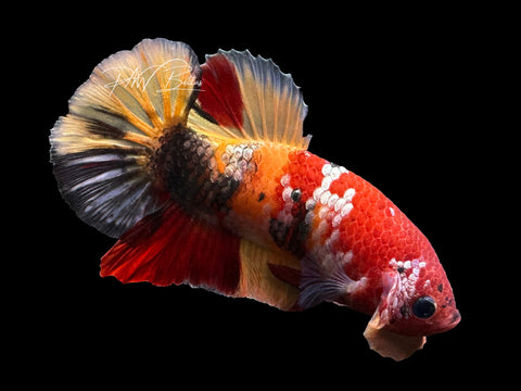 Nemo Copper HMPK Male Betta | M2633