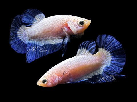 Blue Rim HMPK Male Betta