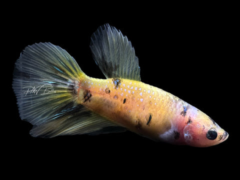 Yellow Koi HM Female Betta | F1681