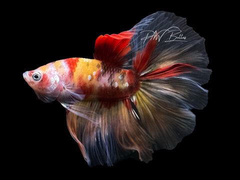 Nemo HM Male Betta | M2635