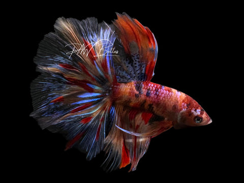 Candy Halfmoon Male Betta | M2309