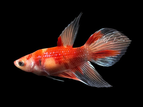 Nemo Veiltail Female Betta | F2807