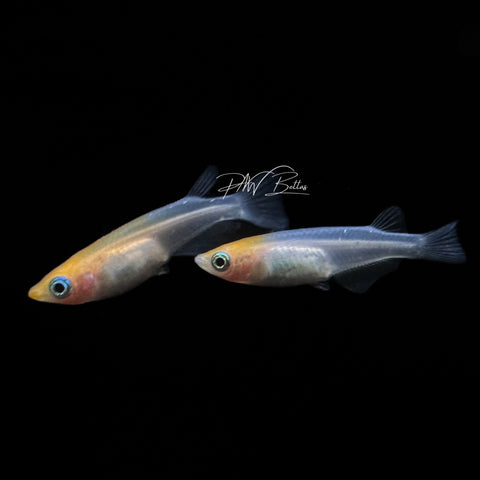 Medaka Ricefish ‘Red Cap’ | Oryzias latipes