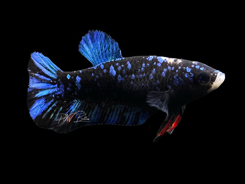 Avatar HMPK Female Betta | F1676