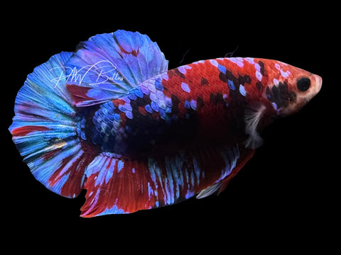 Red Koi Galaxy HMPK Male Betta | M4030